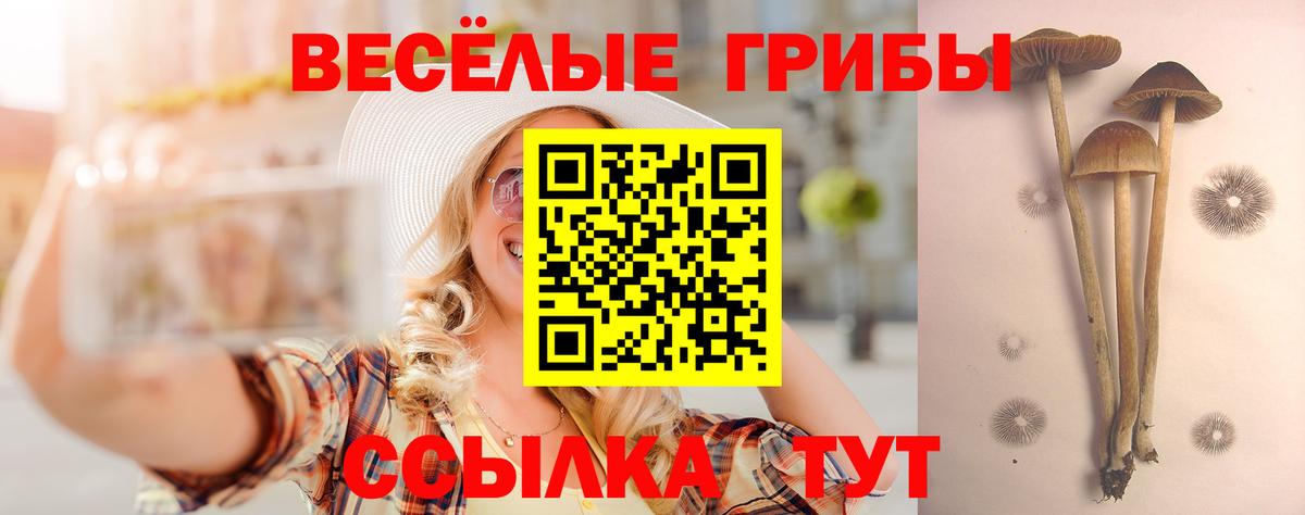 Псилоцибиновые грибы Psilocybe  Псилоцибиновые грибы ЛСД  Вход с VPN  Кузнецк 